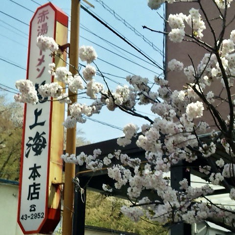 赤湯ラーメン龍上海 本店 山形県南陽市 看板 桜