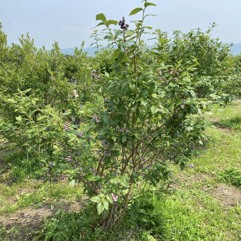 あすなろブルーベリー農園 青森県平川市大坊竹原