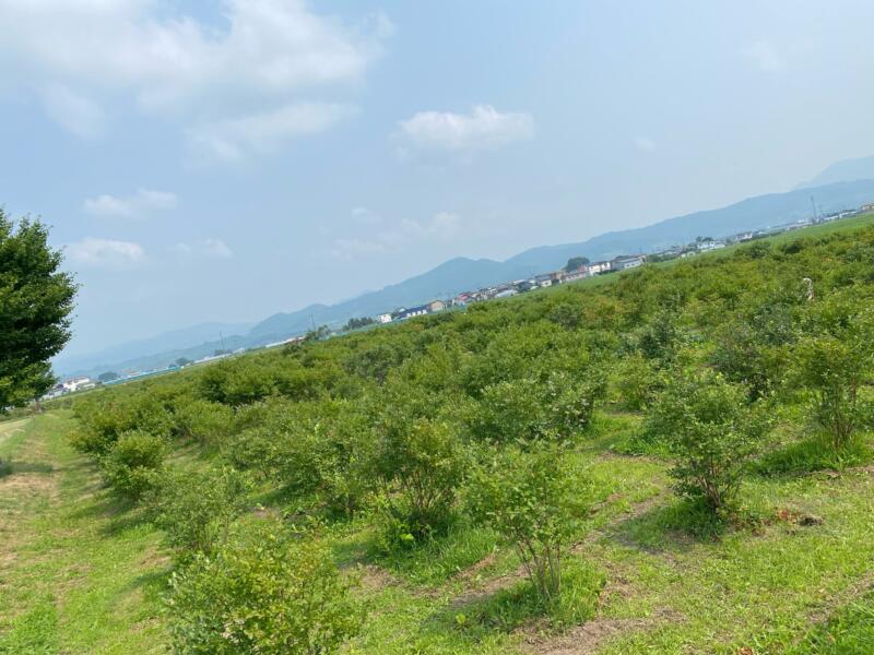 あすなろブルーベリー農園 青森県平川市大坊竹原